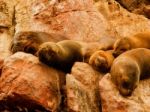 Cute Sea Lion Family Sleeping Stock Photo