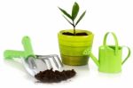 Plant With Garden Tools Stock Photo