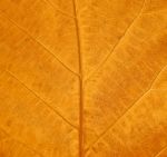The  Leaf Texture Grunge Style Stock Photo