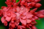 Close Up Red Flower Of West Indian Jasmine ( Ixora Chinensis Lam Stock Photo