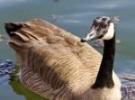 Beautiful Isolated Picture Of A Wild Canada Goose In The Lake Stock Photo