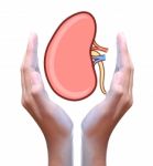 Human Kidney In Hand Stock Photo