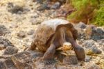 Giant Turtle In Darwin Center, Galapagos Stock Photo
