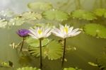 A Colorful Water Lily Stock Photo