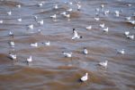 Seagull Is A Bird Migration To Bangpoo Stock Photo