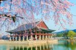 Gyeongbokgung Palace With Cherry Blossom In Spring,south Korea Stock Photo
