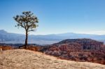 Lonesome Pine On The Edge Of Bryce Canyon Stock Photo