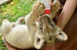 Zookeeper Feeding Baby Lion Stock Photo