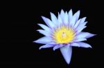 Lotus Flower Stock Photo
