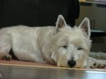 Westie Stock Photo