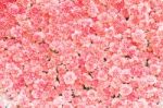 Beautiful Pink Carnation Flower Stock Photo