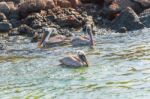 Brown Pelican In The Galapagos Stock Photo