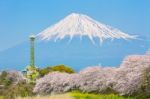 Sakura Blossoms And Mountain Fuji In Japan Spring Season Stock Photo