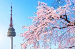 Seoul Tower And Pink Cherry Blossom, Sakura Season In Spring,seoul In South Korea Stock Photo