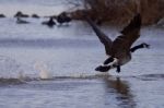 Beautiful Isolated Photo With A Canada Goose In Flight Stock Photo