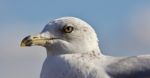 Beautiful Picture Of A Gull And A Sky Stock Photo
