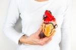 Hand Holding Human Heart Model In Front Of Chest Stock Photo