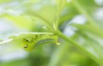 Polyphemus Caterpillar Eating Leaf Stock Photo