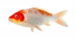 Koi Fish Isolated On The White Background Stock Photo