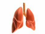 Lungs Stock Photo