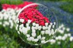 Glass Sphere Reflecting Red White Tulips And Blue Grape Hyacinth Stock Photo