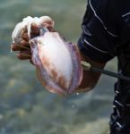 Cuttlefish Fishing Stock Photo