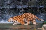 Tiger Walking In Water Stock Photo