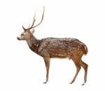 Male Axis Deer Stock Photo
