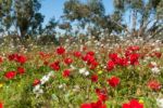 Earth Level Anemone Field-2 Stock Photo