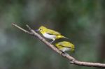 Oriental White-eye Stock Photo