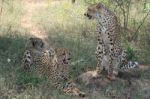 Cheetah Mum And Cubs Stock Photo
