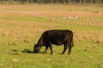 Cows Grazing In The Green Argentine Countryside Stock Photo