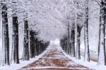 Row Of Trees In Winter With Falling Snow Stock Photo
