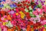 Colorful Mixed Bouquet Stock Photo