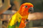 A Colorful Parrot Stock Photo