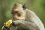 Monkey And Banana Stock Photo