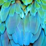Harlequin Macaw Feathers Stock Photo