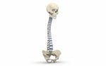 Human Spine Stock Photo