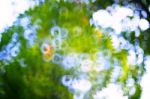 Blurry Background Of Tree Plant In Nature Park By Lens Effect Te Stock Photo