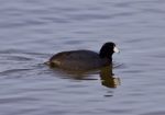 Beautiful Background With Funny Weird American Coot In The Lake Stock Photo