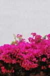 Pink Bouganvilla Flowers Background Stock Photo