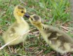 Funny Photo Of Two Cute Young Chicks Of The Canada Geese In Love Stock Photo