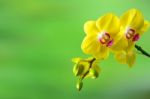 Orchid,spa Background Stock Photo