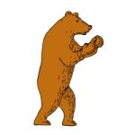Brown Bear Boxing Stance Drawing Stock Photo