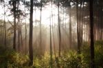 Sunbeam In Pine Forest Stock Photo