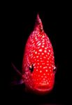 Red Cichlid Fish Stock Photo