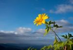 Mexican Sunflower Stock Photo