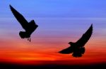 Silhouetted Two Seagull Flying At Colorful Sunset Stock Photo