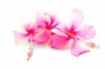 Pink Hibiscus Stock Photo