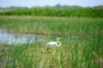 Intermediate Egret Bird Is At Wetland In Thailand Stock Photo